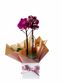 Mini orquídea pink premium