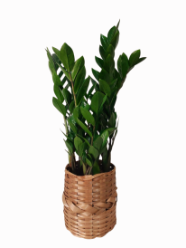 Zamioculca em vaso de bambu