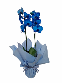 Maravilhosa orquídea azul!