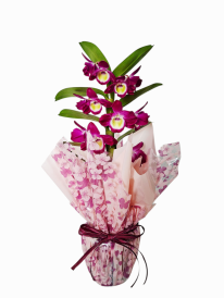 Orquídea dendobrium 2