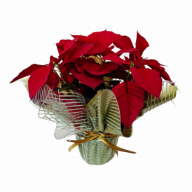 Flor de natal G