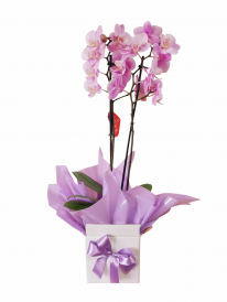 Mini orquídea lilás especial