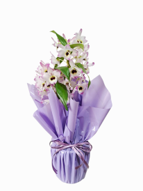 Orquídea dendobrium 2