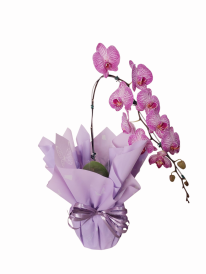 Orquídea phalaenopsis cascata premium