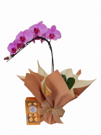 Orquídea phalaenopsis especial&Ferrero Rocher