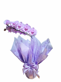 Orquídea phalaenopsis rosa premium