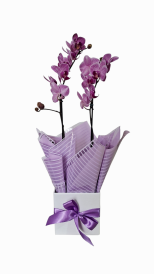 Mini orquídea pink premium