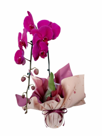 Orquídea phalaenopsis fuccia premium