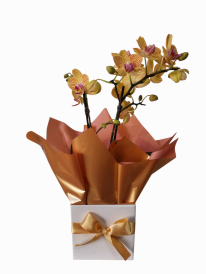 Mini orquídea amarela especial