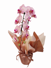 Orquídea phalaenopsis cascata premium 2