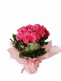 Begônia rosa