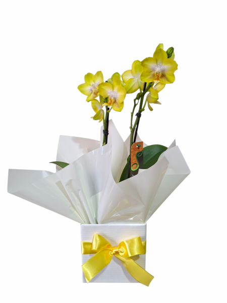 Mini orquídea amarela especial