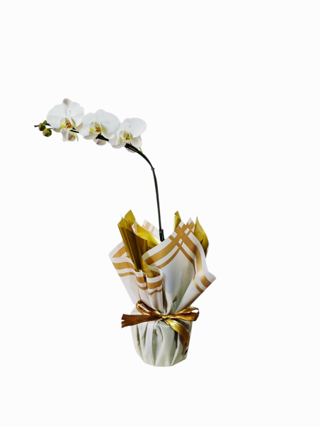 Orquídea phalaenopsis branca