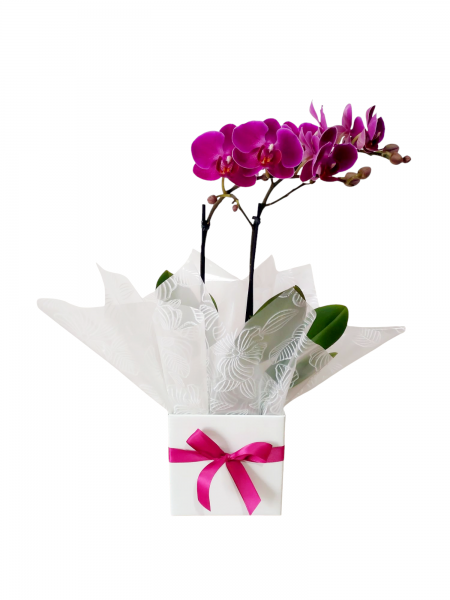 Mini orquídea pink