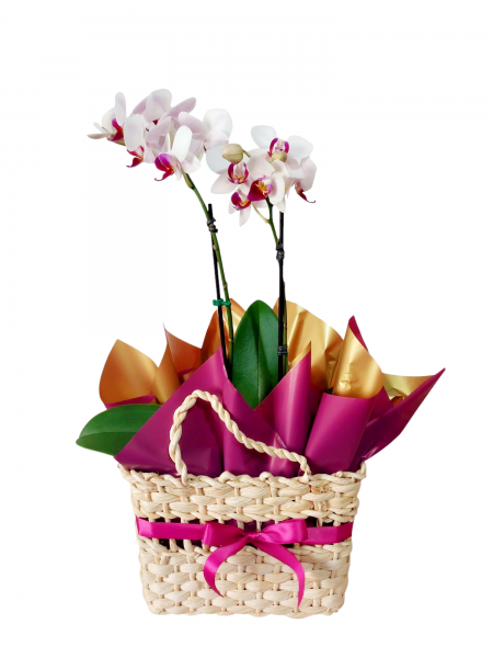 Mini orquídea luxo