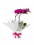 Mini orquídea pink