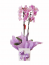Mini orquídea lilás especial